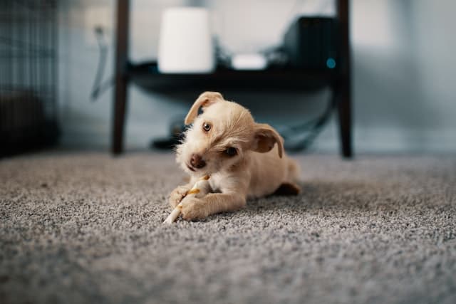 Tierhaare aus Teppich entfernen: Hund auf Teppich